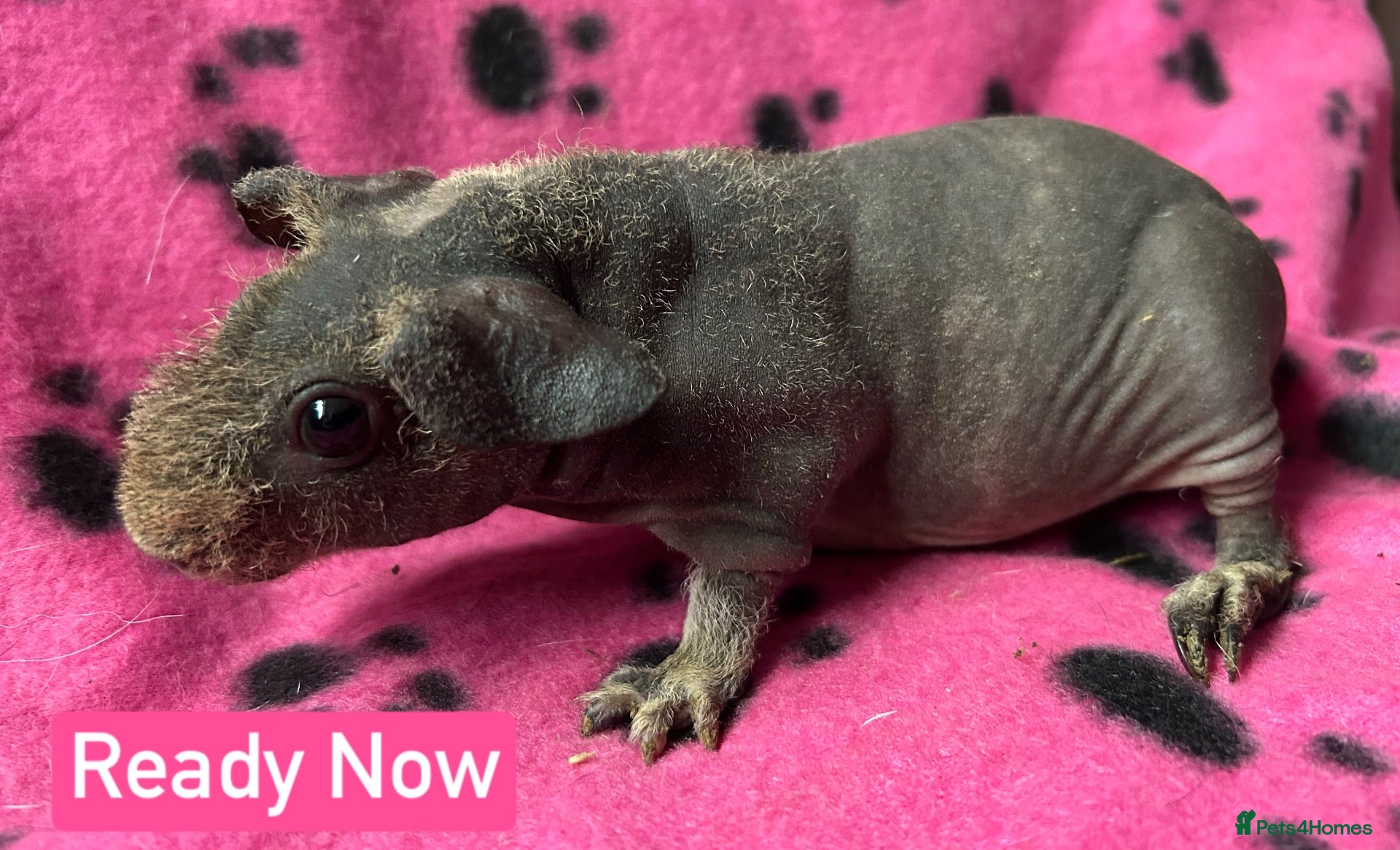Guinea Pig rodents Skinny Pig Sows  - Advert 4