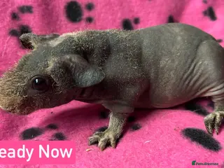Guinea Pig rodents Skinny Pig Sows - Advert 4