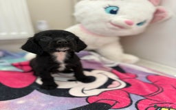 Cocker Spaniel dogs for sale: 1 GIRL 4 BOYS READY NOW 💙🩷 - Image 4