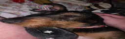 Dachshund dogs for sale: Miyo needs a loving home  in Wolverhampton - Advert 12