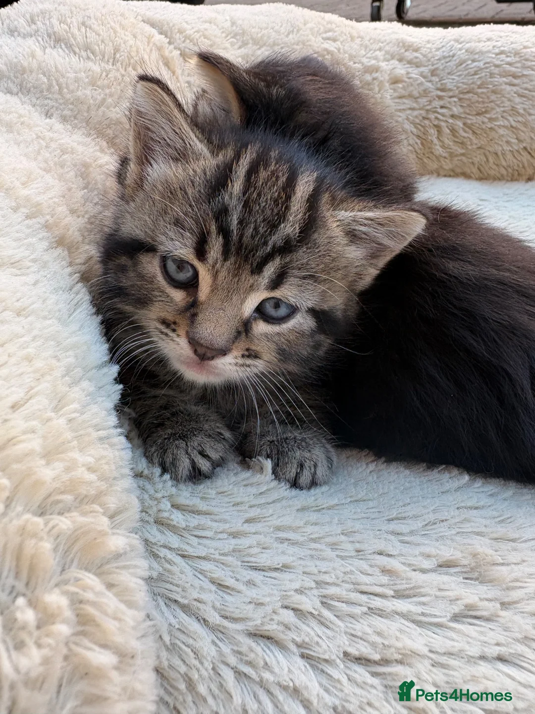 British Shorthair cats for sale: Tabby and black kittens ready for their new home in Langport - Advert 2