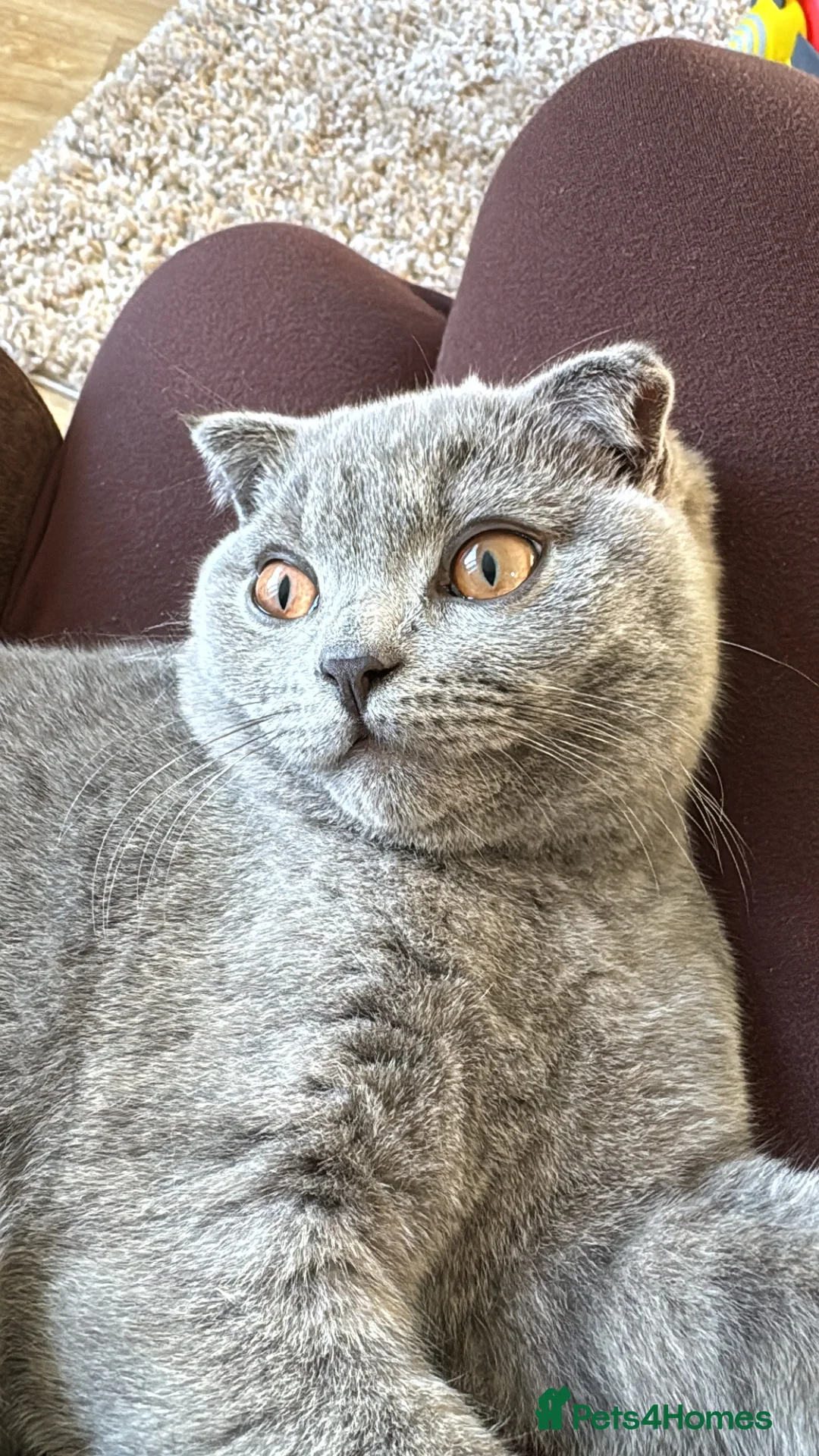 British Shorthair cats for sale: British shorthair 5 months old  in Dover - Advert 2