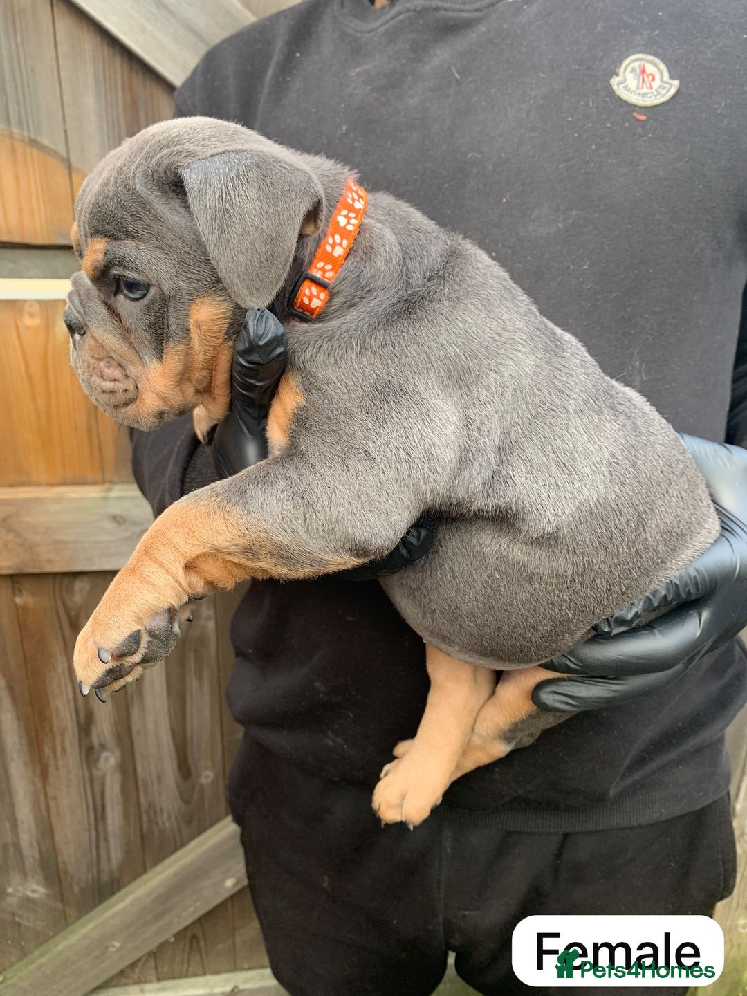 English Bulldog dogs for sale: 6 TOP QUALITY ENGLISH BULLDOG PUPPIES  - Advert 5