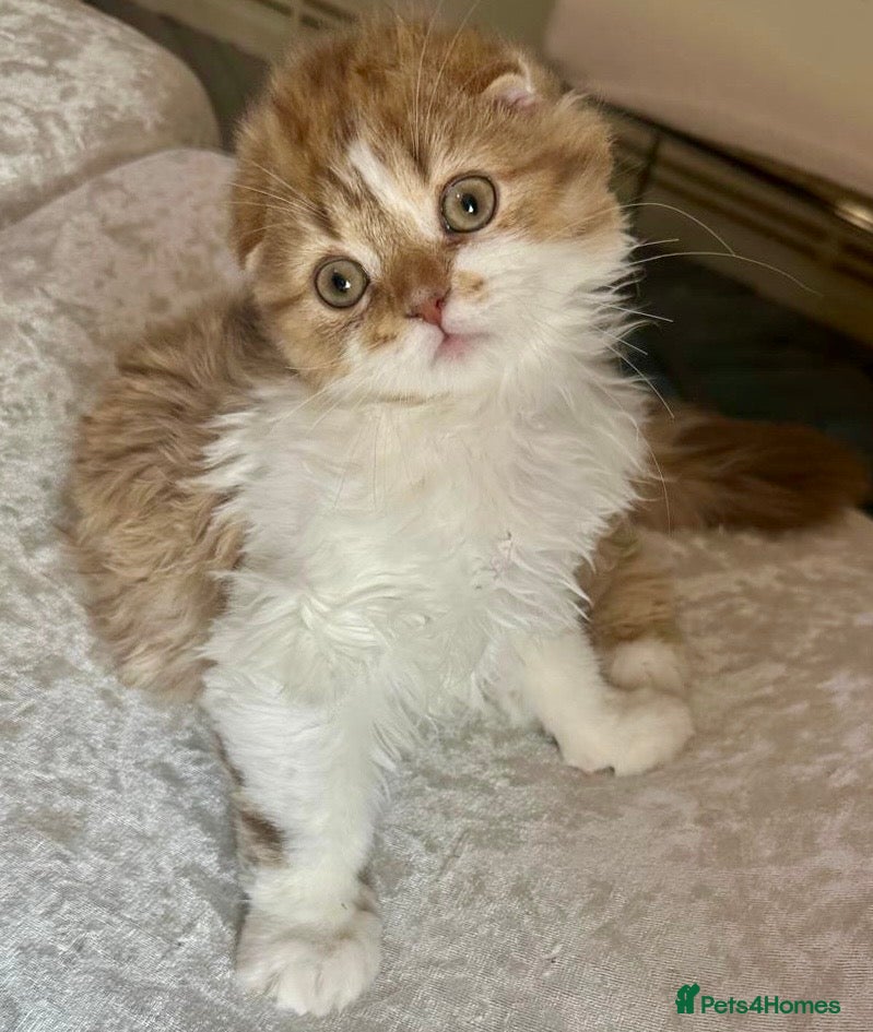 Scottish Fold cats beautiful british long hair scottish fold kitten  - Advert 13