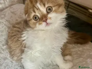 Scottish Fold cats beautiful british long hair scottish fold kitten - Advert 1