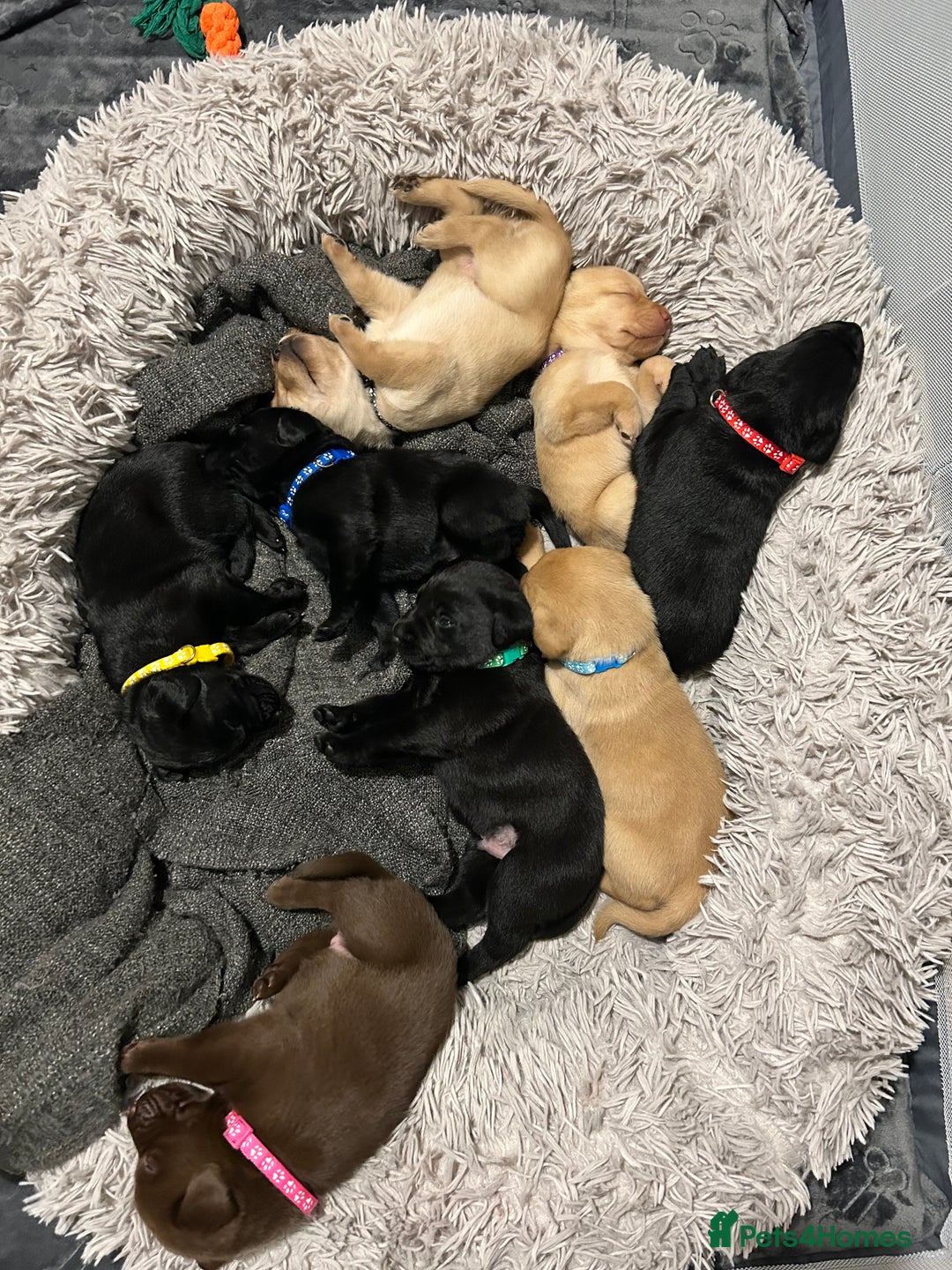 Labrador Retriever dogs for sale: Beautiful Labrador puppies 4 coats colour  - Image 4
