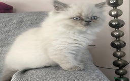 Persian cats for sale: Colourpoint blue/blue lynx  - Image 1