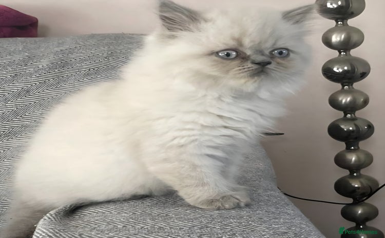 Persian cats - Advert 1