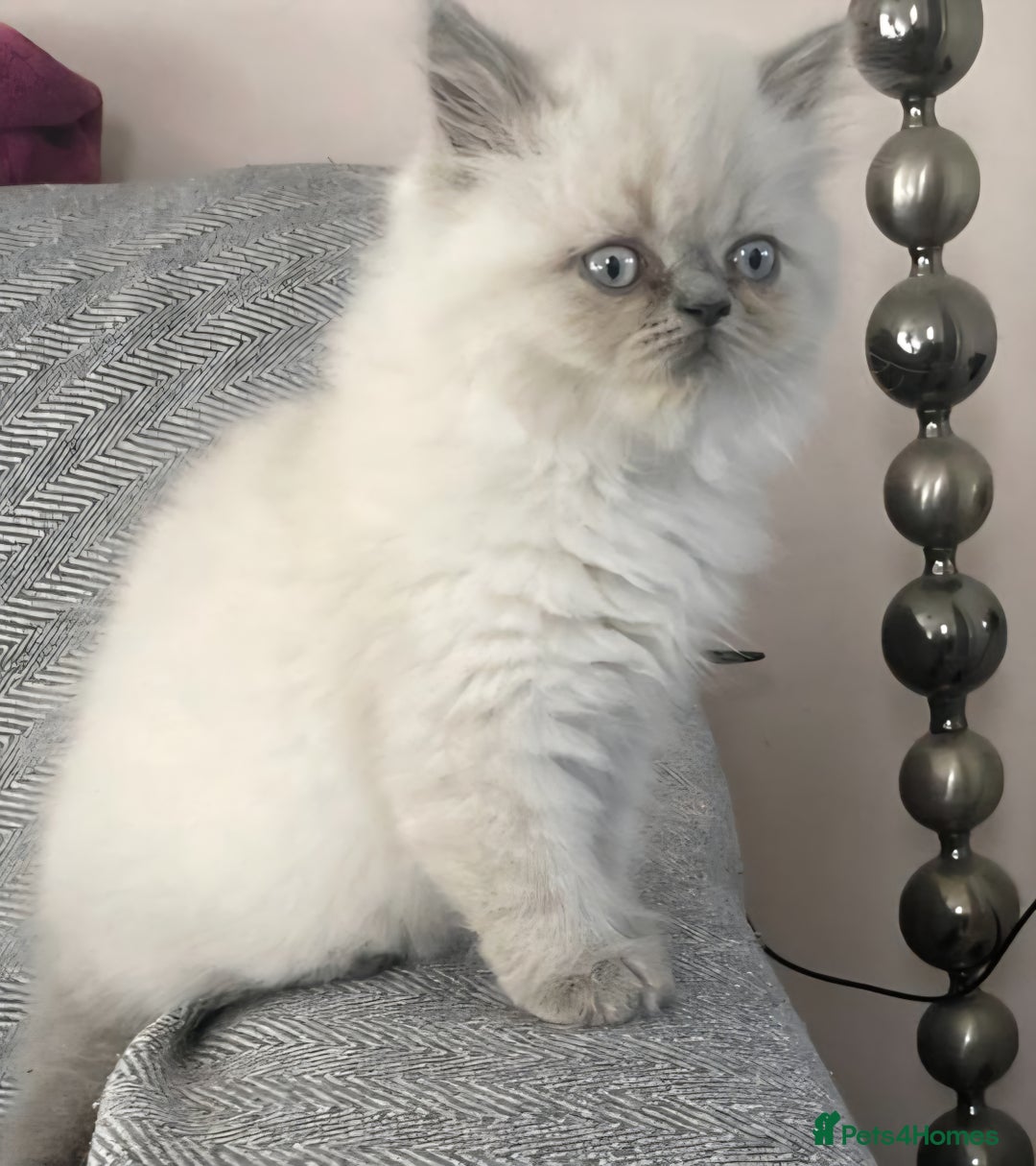 Persian cats for sale: Colourpoint blue/blue lynx  - Image 1