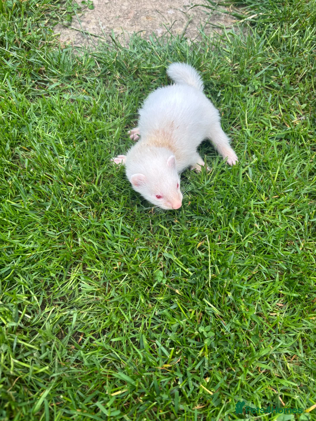 Ferret rodents for sale: Ferrets for sale in Swindon - Advert 2