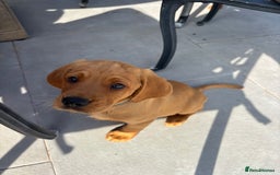 Cockerdor dogs for sale: Fox red cockerdors in Deeside - Image 30