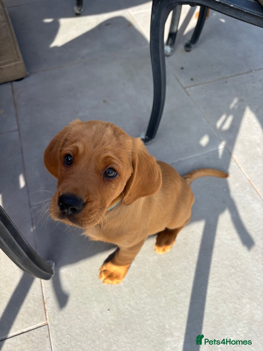 Cockerdor dogs for sale: Fox red cockerdors in Deeside - Image 30