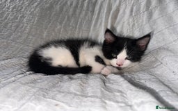 Maine Coon cats for sale: GORGEOUS MAINE COON KITTENS - Image 13
