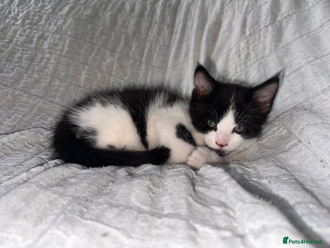 Maine Coon cats for sale: GORGEOUS MAINE COON KITTENS - Image 13