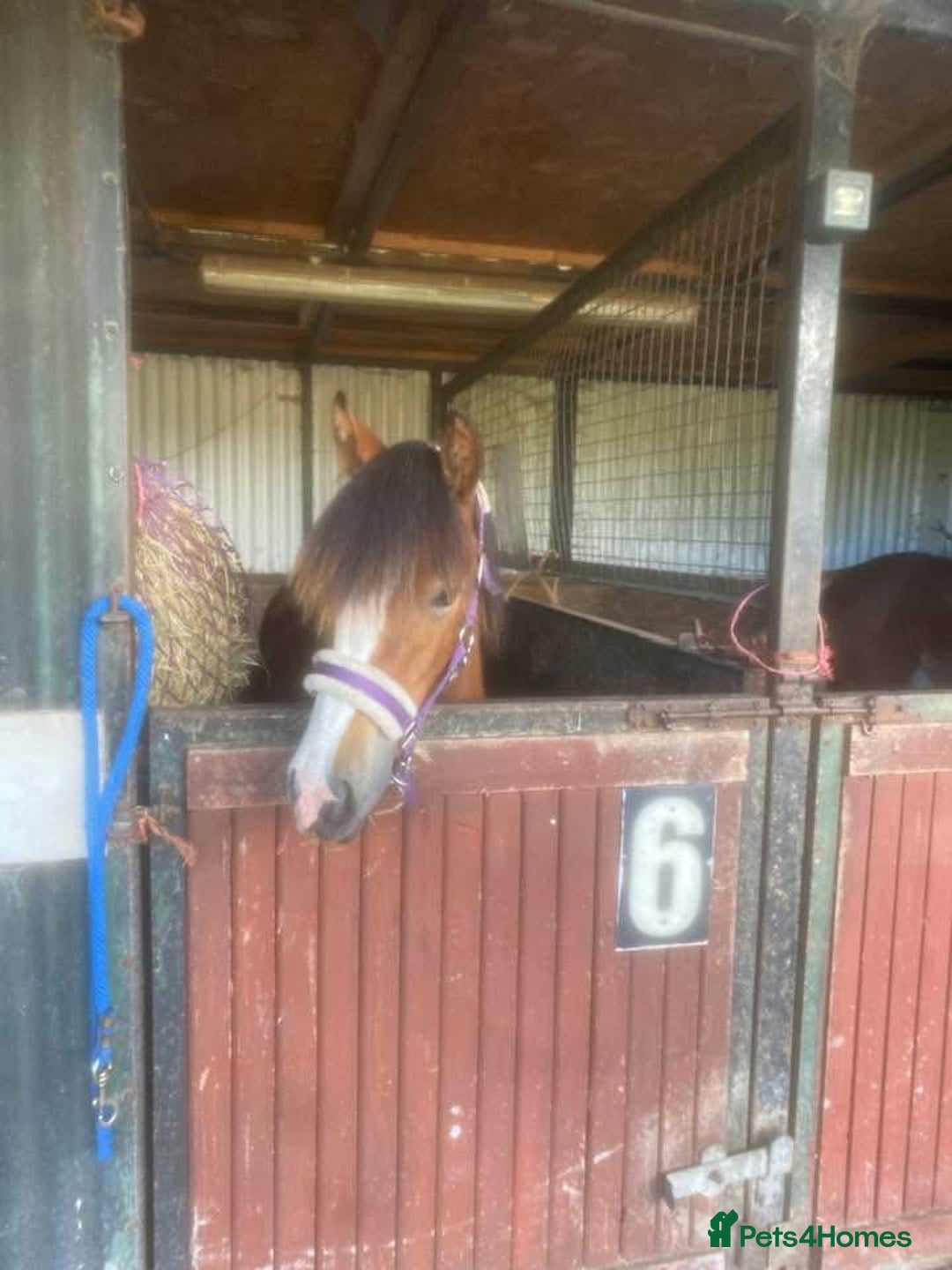 Riding pony horses for sale: ⭐️Now Sold ⭐️Bay Filly “FIZZI” for reluctant sale - Advert 9