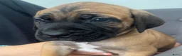Cane Corso dogs for sale: Ready now 4 beautiful caneCorso pups - Advert 17