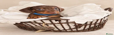Miniature Dachshund 3