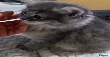 Siberian cats - Advert 11