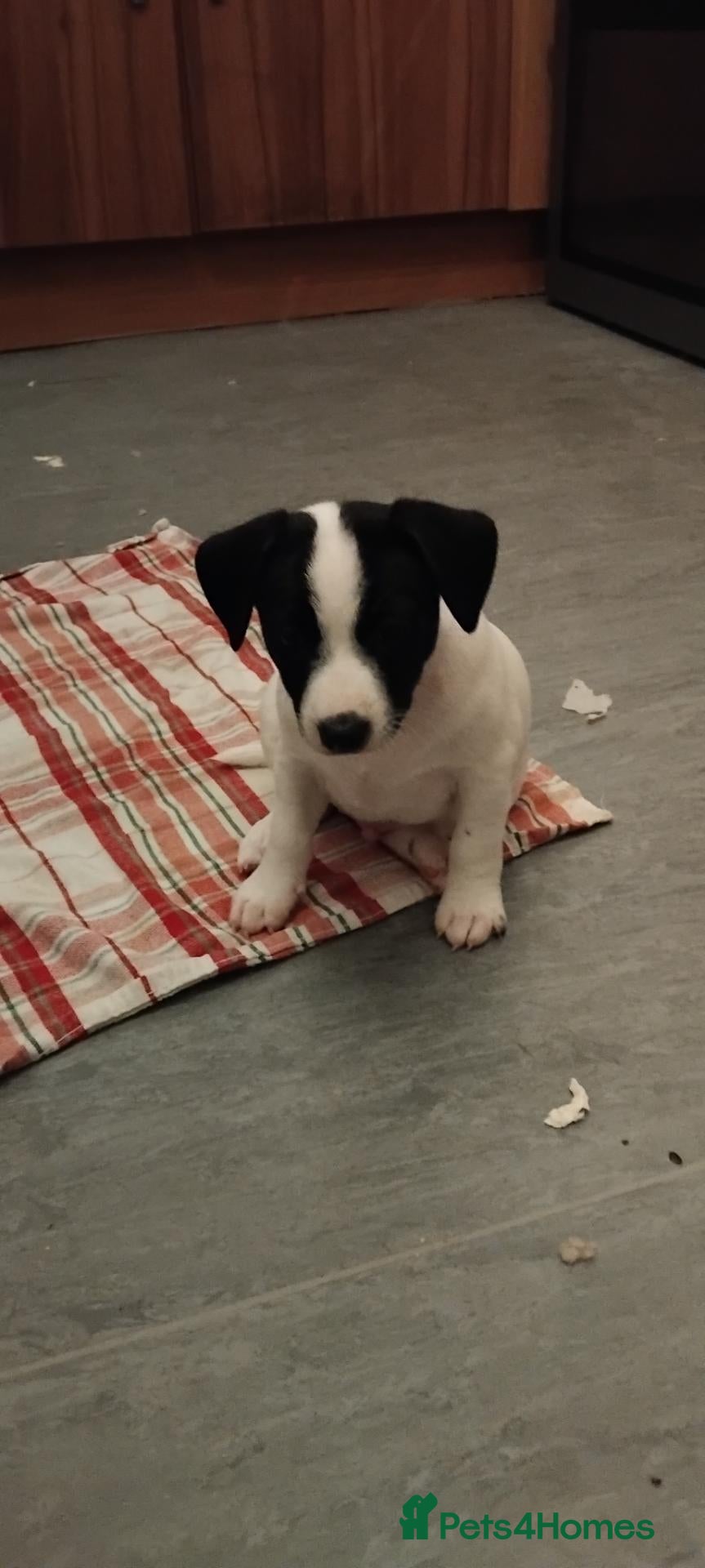 Jack Russell dogs Jack Russell puppies  - Advert 8
