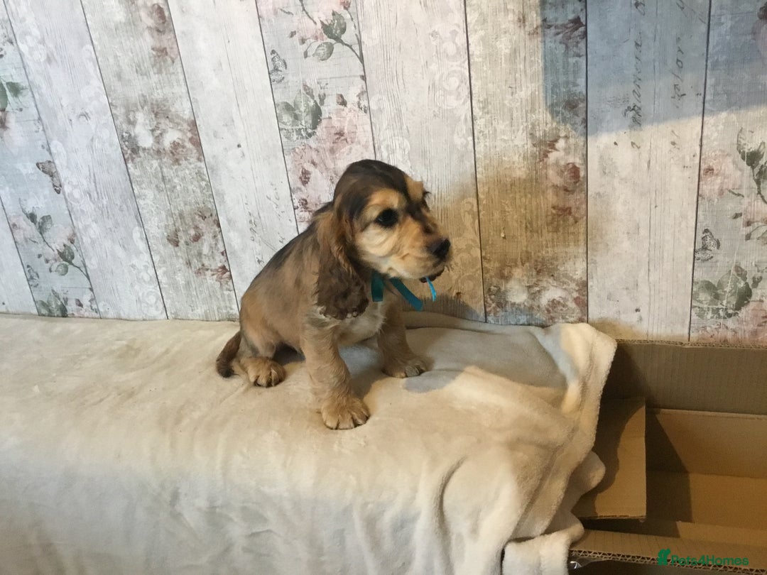 Mixed Breed dogs for sale: Adorable/ Social/Confident Cockalier pups - Advert 12