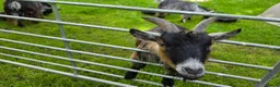 Goats livestock for sale: Three castrated male Pygmy goats in Penrith - Advert 10