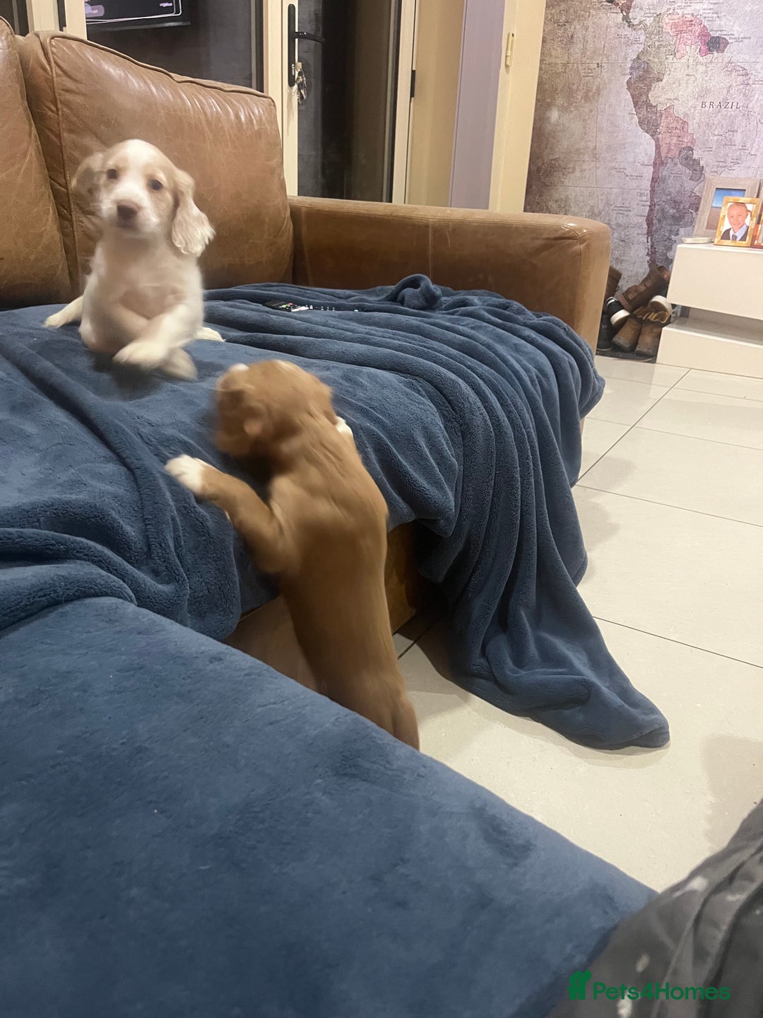 Cocker Spaniel dogs for sale: Stunning working Cocker - Advert 2