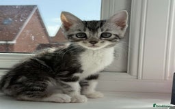 Bengal cats for sale: Adorable Half Bengal Kittens for Sale - Image 1