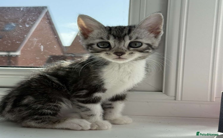 Bengal cats for sale - Advert 1