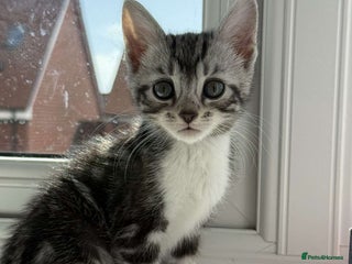 Bengal cats - Advert 28