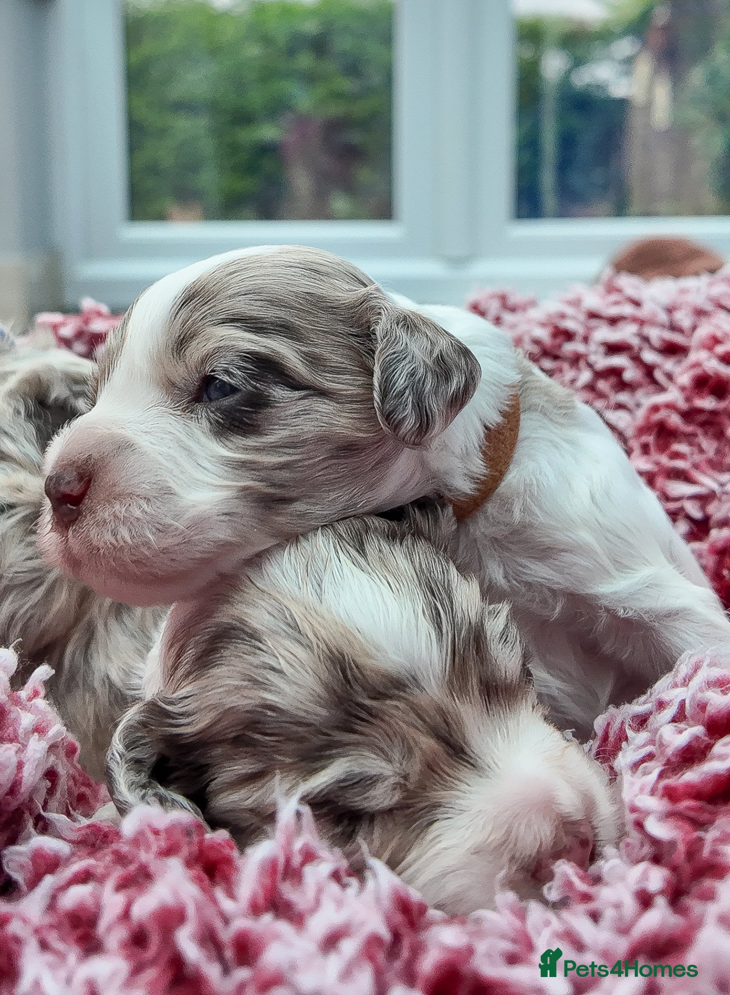 Mixed Breed dogs Mini Australian Labradoodle. Labradoodle/Cockapoo - Advert 1