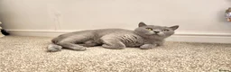 British Shorthair cats for sale: Pedigree Blue British Shorthair girl - Advert 3