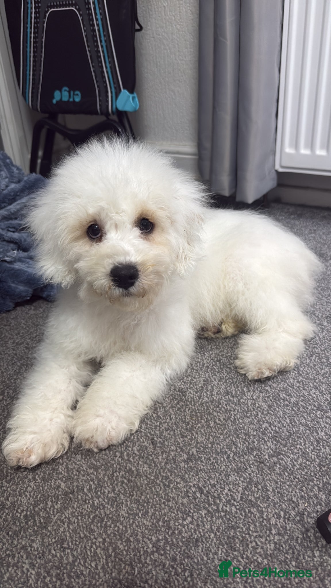 Mixed Breed dogs REDUCED LAST BOY LEFT 8 Beautiful Cavapoochon - Advert 13