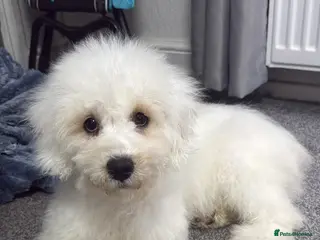 Mixed Breed dogs REDUCED LAST BOY LEFT 8 Beautiful Cavapoochon - Advert 13
