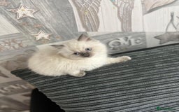 Ragdoll cats for sale: Amazing grace blue eye ragdolls - Image 2