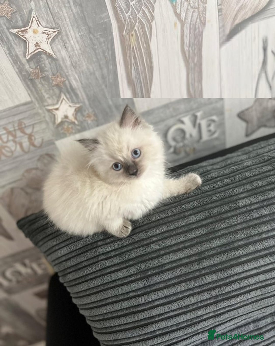 Ragdoll cats for sale: Amazing grace blue eye ragdolls - Image 2