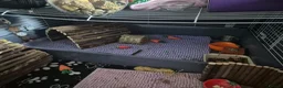 Netherland Dwarf rabbits for sale: Netherland dwarf rabbit ( bugs ) in Leeds - Advert 4