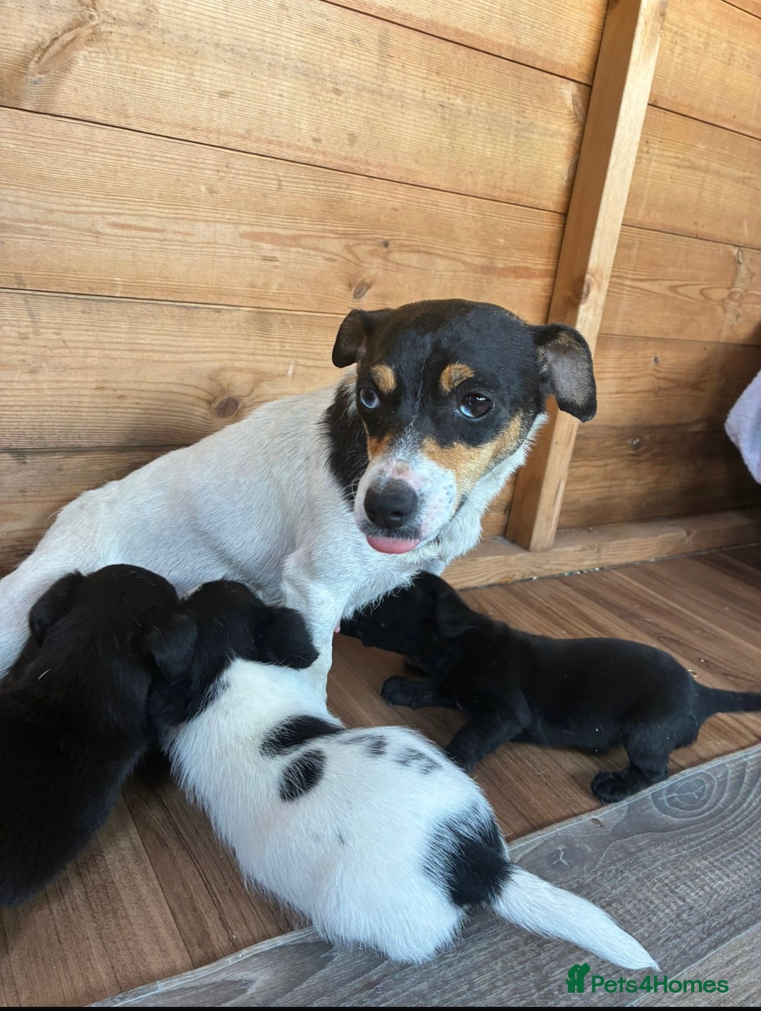 Jack Russell dogs for sale: Adorable Jack Russell puppies - Image 13