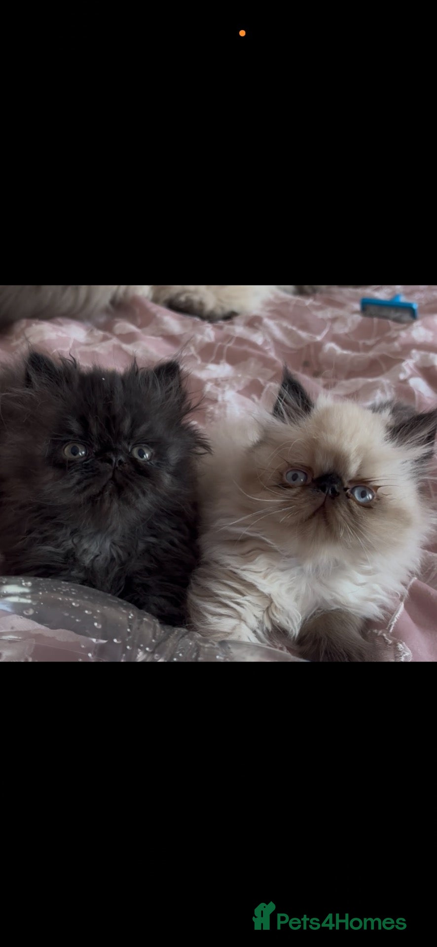 Persian cats Stunning colour point Persians - Advert 1