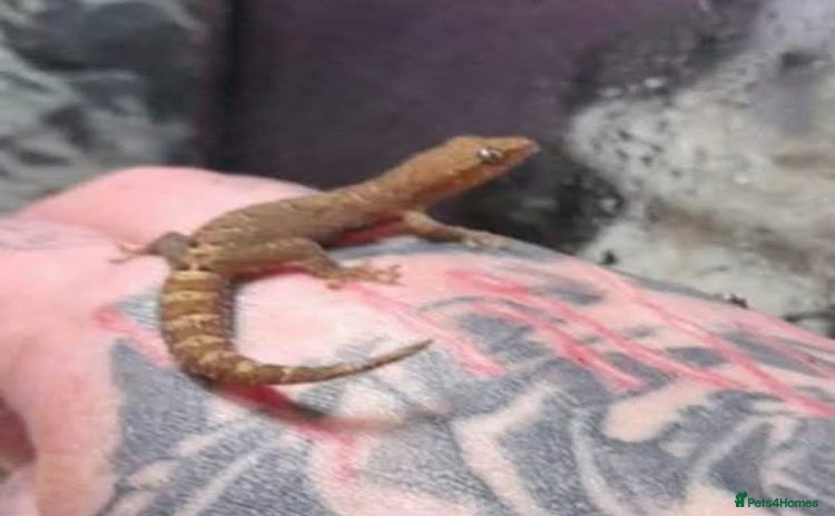 Gecko reptiles - Advert 8