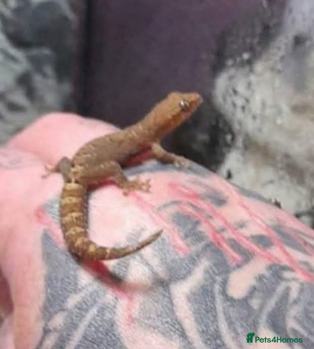 Gecko reptiles for sale: Mourning Gecko hatchlings. - Image 3