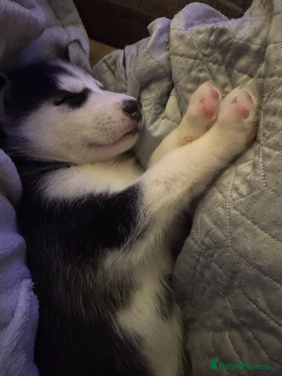 Siberian Husky dogs for sale: 2 husky pups for sale  - Advert 23