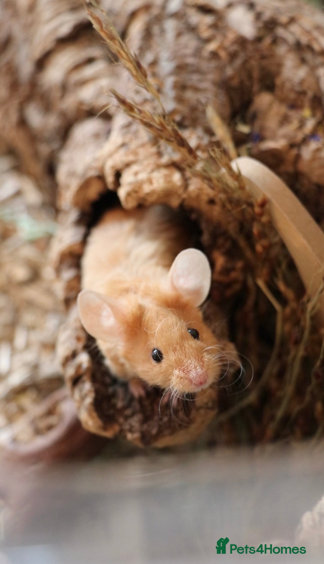 Mouse rodents for sale: 3 female mice with enclosure  - Advert 8