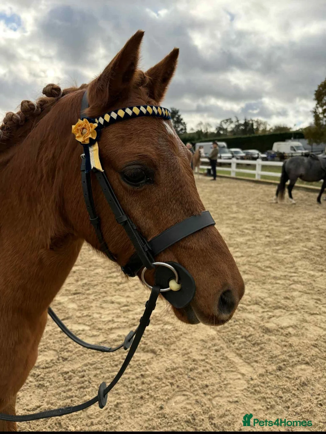 Welsh Section B horses for sale: 12.2hh pony for sale - Advert 2