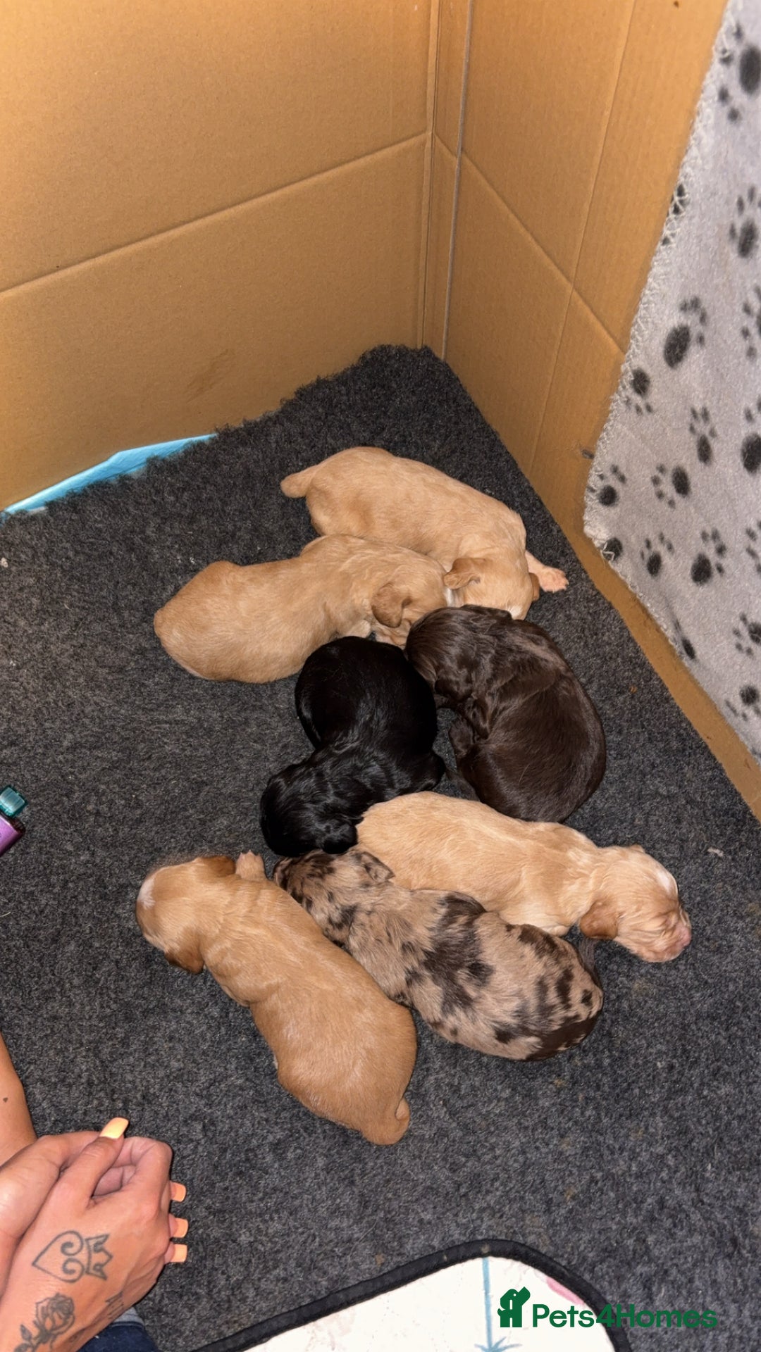 Sprocker dogs for sale: Beautiful Sprocker puppies - Image 1
