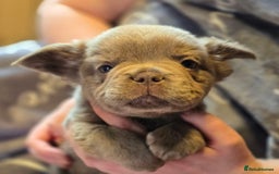 French Bulldog dogs for sale: Fluffy French Bulldog Puppies  - Image 2