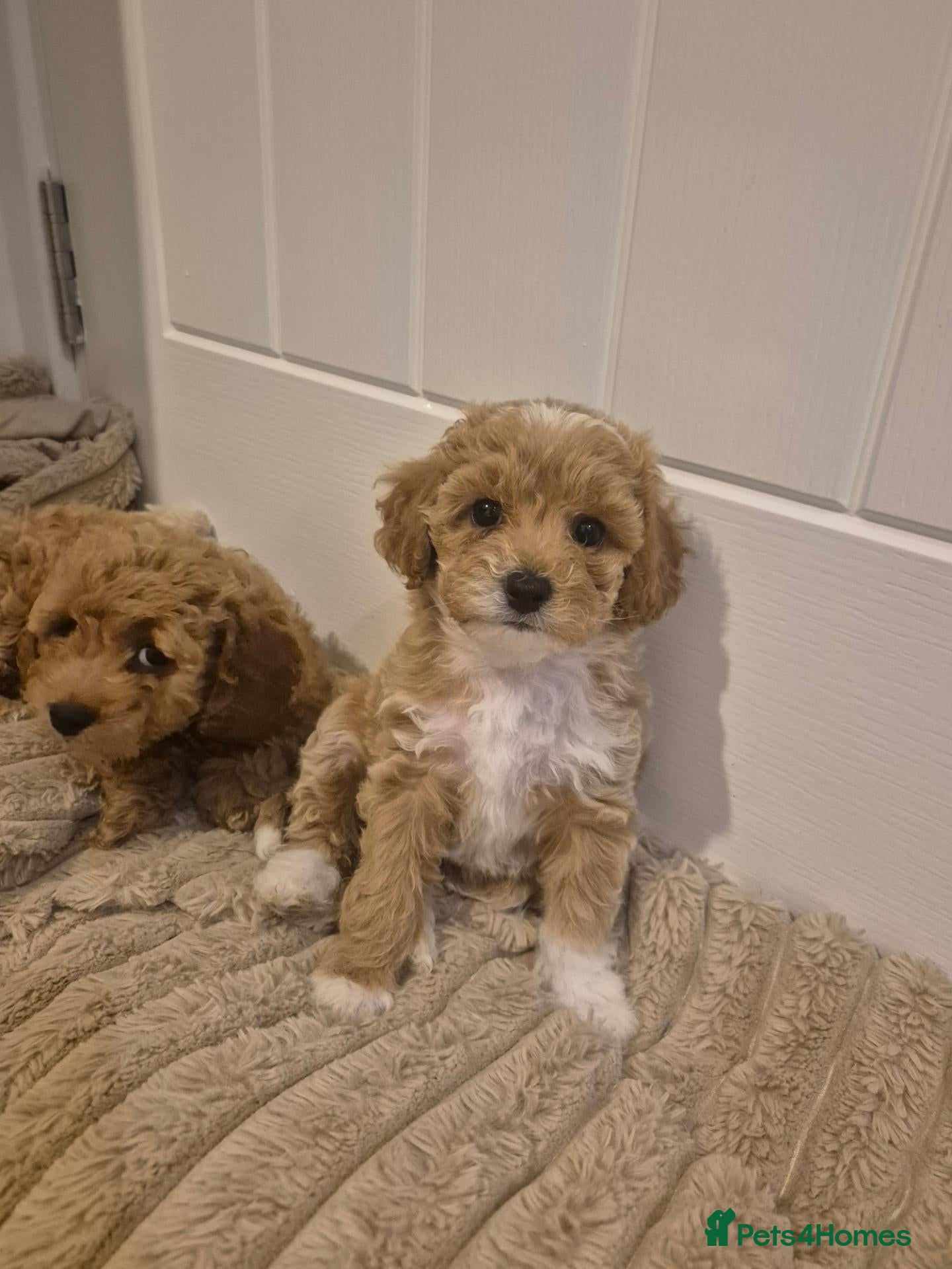 Cavapoochon dogs Available and ready to leave in 5 days - Advert 2