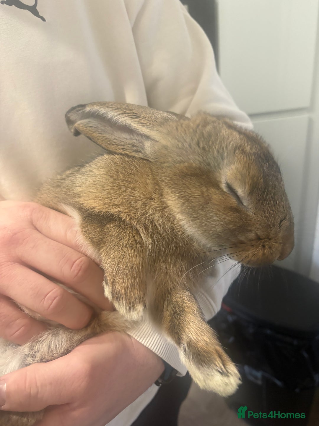 Mixed Breed rabbits for sale: Rabbit  - Advert 3