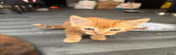Mixed Breed cats for sale: Adorable Kittens Looking for Loving Homes!  - Advert 30