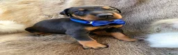 Dobermann dogs for sale: *KC REGISTERED* HEALTH TESTED DOBERMAN PUPPIES* - Advert 27