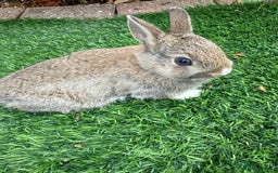 Netherland Dwarf rabbits for sale: Pure Netherland Dwarf  - Image 7
